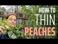 Peach Thinning 101 No Pain No Gain