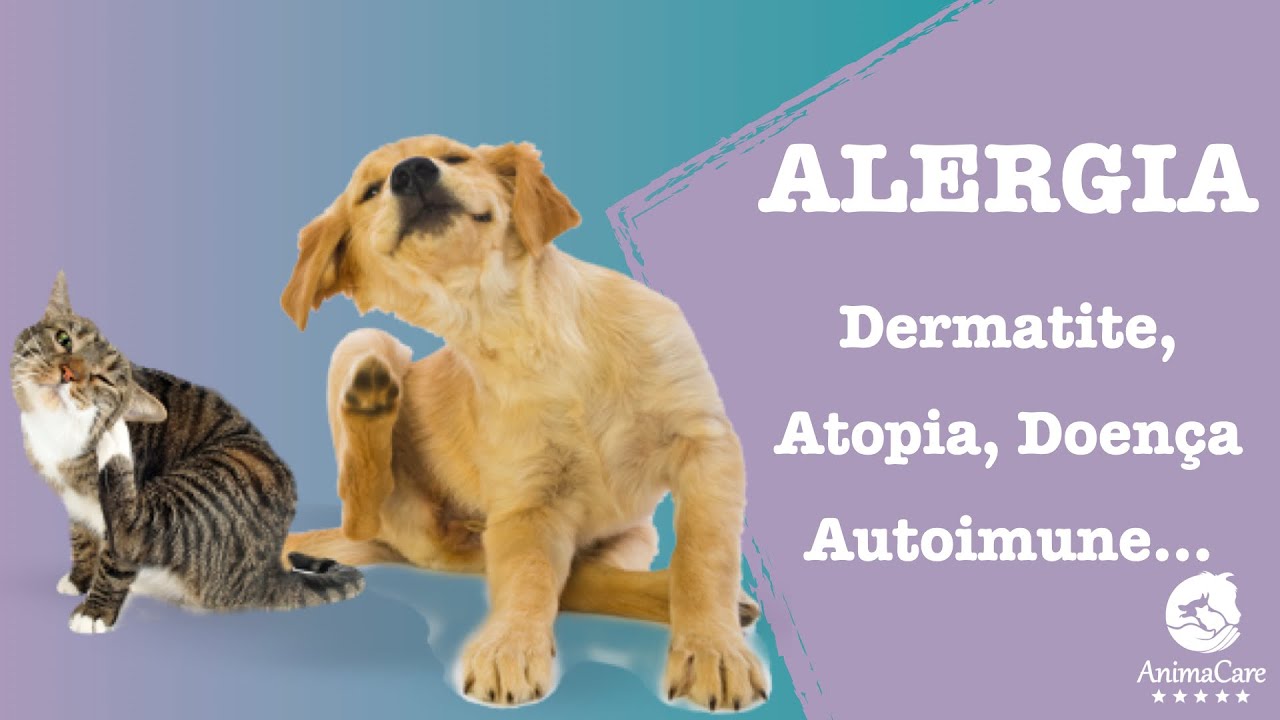 Alergia em animais, cães e gatos - Como a Medicina Veterinária Integrativa pode ajudar - Dra Juju