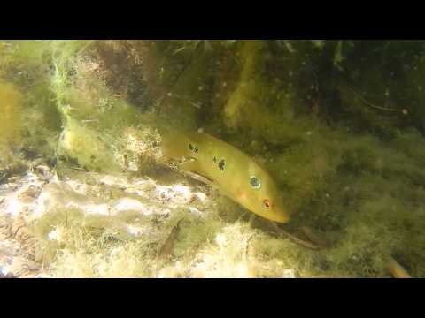 Cichlasoma trimaculatum - Rio Los Perros