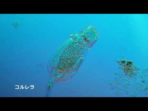 Craugastor punctariolusについて詳しく解説