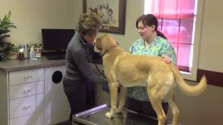 Guilty Pleasures:Doggy Style