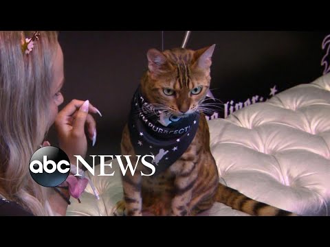 CatCon 2019: World's most famous Instagram cats and feline lovers gather I Nightline
