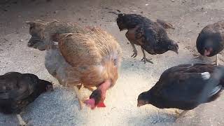 Galinhas Garnizé e Galinha de Pescoço Pelado Alimentando - 8