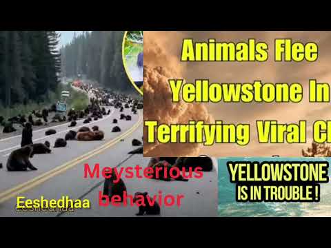“Why Are Animals Fleeing Yellowstone? Something Big Is Coming Animals Escaping Yellowstone in Panic