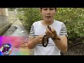 Siquijor Viners Manguha Ug Tuway Reupload