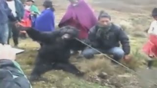 MATAN OSO CON ANTEOJOS EN PELIGRO DE EXTINCIÓN