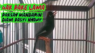 Download lagu variasi suara poksay mandarin pancingan poksay MANDARIN supaya cepat bunyi mp3 Download lagu variasi suara poksay mandarin pancingan poksay MANDARIN supaya cepat bunyi mp3