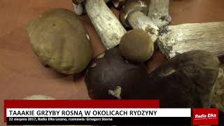 Wideo1: Taaakie grzyby spod Rydzyny