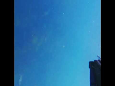 Saltstraumen småsei i massevis