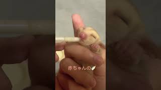 モモンガベビーの🍼ミルク🍼のあげ方 #かわいい #エキゾチックアニマル #癒し #フクロモモンガ #cute #札幌市 #sugarglider #pets #rabbit #お迎え