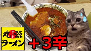 【猫ミーム】丸源ラーメン！！オススメ肉そば！！