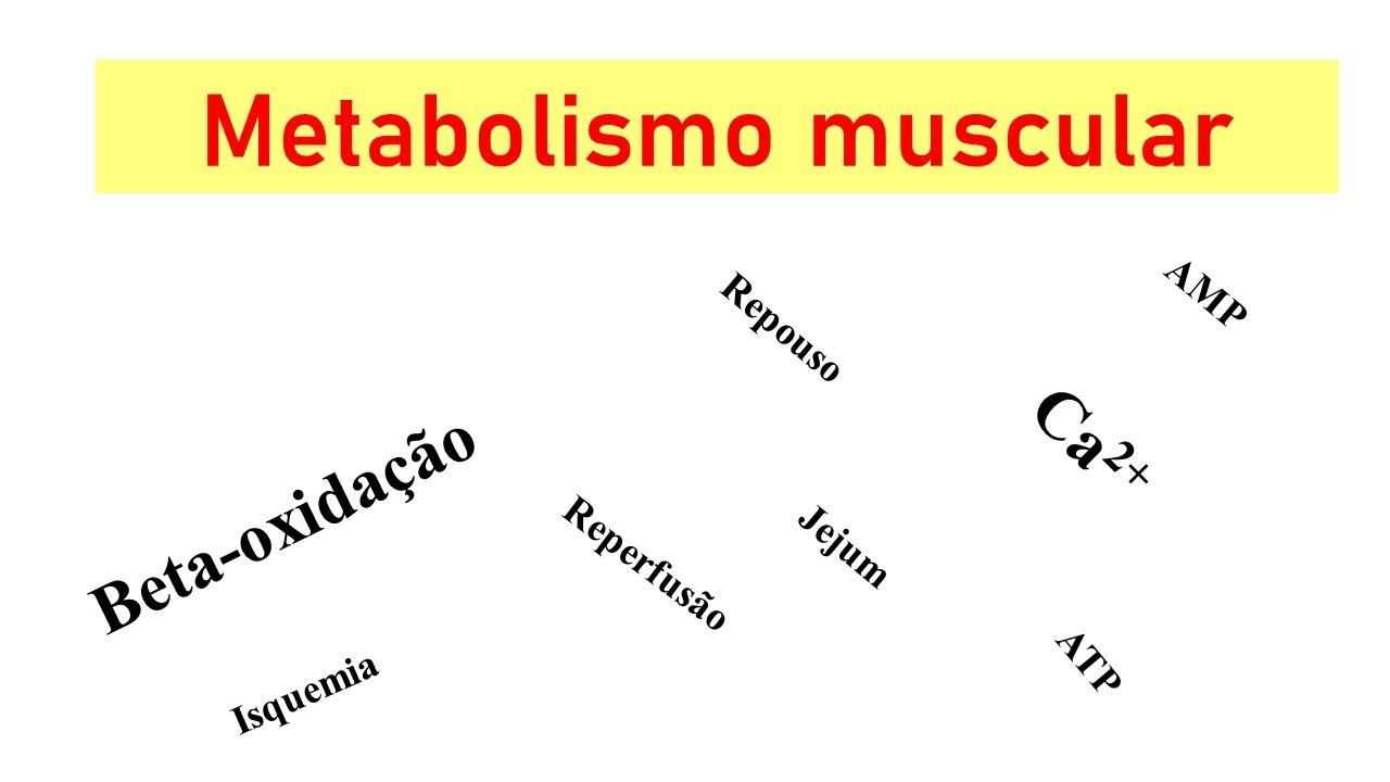 Metabolismo energético da fibra muscular: repouso, contração, jejum e estado alimentado