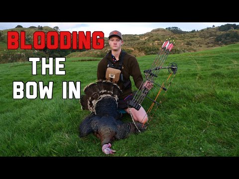 Turkey hunting with a bow!