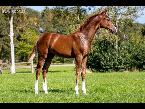 Foal for sale: Colt by Bernay x Ampere