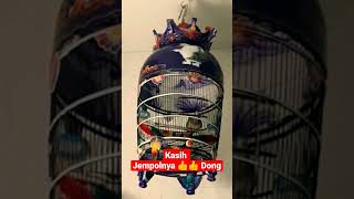 Download lagu Perkutut Sultan Dari Desa #perkututbangkok #perkutut #shorts #short #shortvideo #shortsvideo mp3