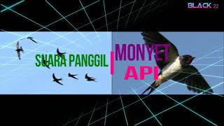 Download lagu SP MONYET API !!! SP LAMA TAPI AWET RESPONNYA mp3 Download lagu SP MONYET API !!! SP LAMA TAPI AWET RESPONNYA mp3
