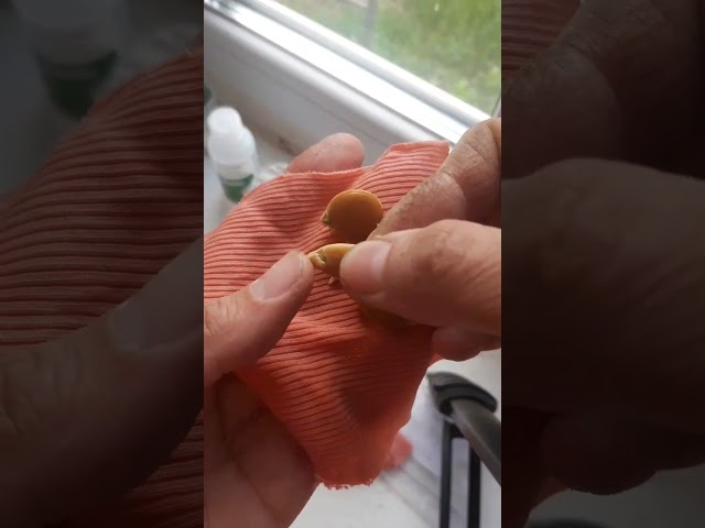 Youtube Video Youtube Video