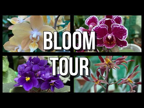 March Bloom Tour 2021!