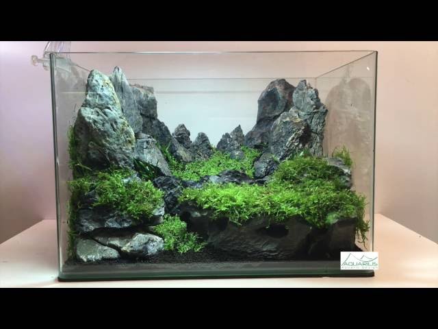 Aquascaping réalisation - Laurent Garcia - Aquarilis