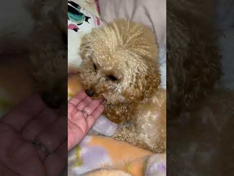 経営学科 トイプードル1歳 #トイプードル #おパンツカット #toypoodle