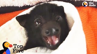 Crying Baby Bat Reunited with Mom + Other Baby Animal Rescues | The Dodo Top 5 by The Dodo
