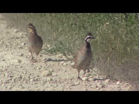 Male and Female Northern Bobwhite Quail -  1 Clicks It's Heels Together