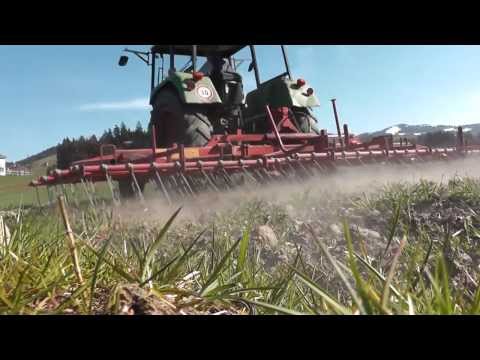 Getreide striegeln, Ur-Dinkel und Bergweizen mit Einböck Striegel striegeln
