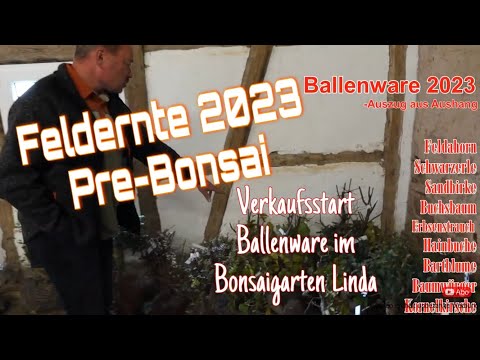 Herbstverkauf der neuen Ballenware im Bonsaigarten Linda bei Familie Krötenheerdt 2023/40