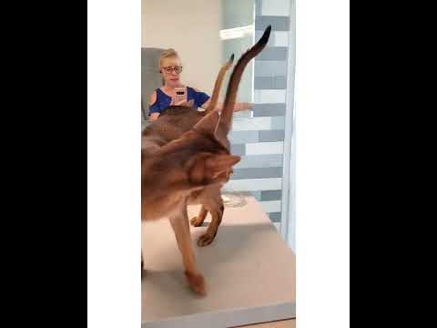 Crystal the Pet Nanny. LLC video.