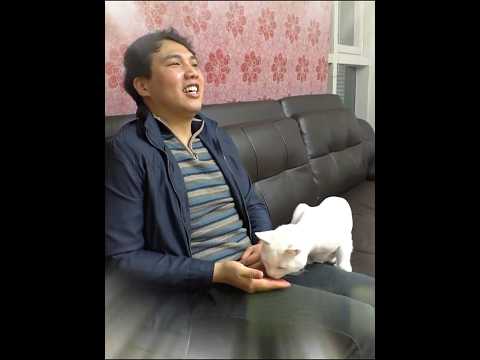 Este gato solo ataca a una persona🐈#anmals #love #cat #cutecat #pets