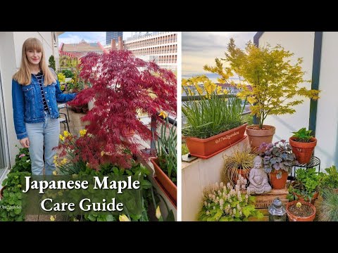 How To Grow Japanese Maples in Pots - Complete Care Guide