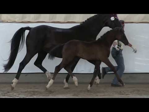 Farah, SF *07.04.2017 von Finest – Fürst Nymphenburg – Don Crusador