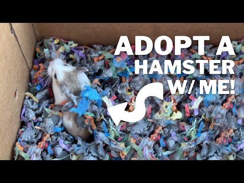 Adopt my THIRD Hamster with me!
