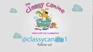 The Classy Canine, Full Service Pet Grooming.f4v