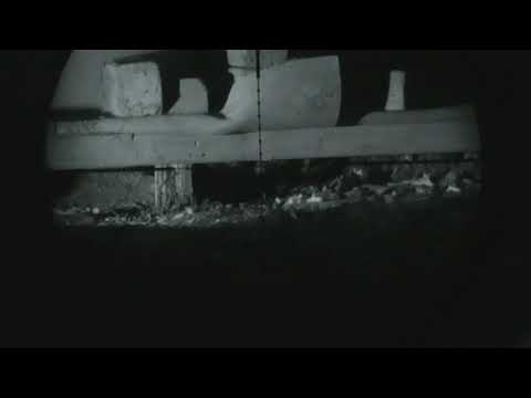 ratten schieten . zeer schuw ratje wil er echt niet aan