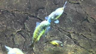 Tropheus moorii Murago 