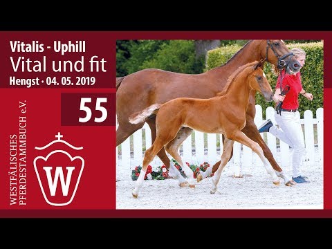 55 Vital und fit Hengst v. Vitalis - Uphill