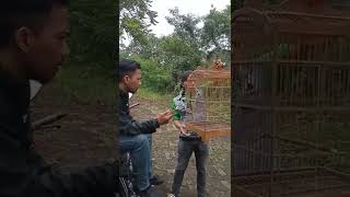 Download lagu jual burung#bulechanel #bule #ngakak #bobodoransunda #abditv mp3