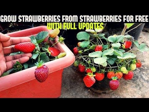, title : 'How To Grow Strawberries From Seed (WITH UPDATES)'