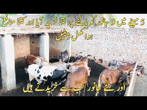 Bachra farming business plan in Pakistan
