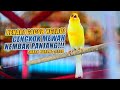 SUARA BURUNG 230 Kenari GACOR PANJANG INI Cocok Untuk Masteran KENARI PAUD Dan Kenari Macet BUNYI