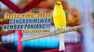 Download lagu SUARA BURUNG |230| Kenari GACOR PANJANG INI Cocok untuk Masteran KENARI PAUD dan Kenari Macet BUNYI mp3 Download lagu SUARA BURUNG |230| Kenari GACOR PANJANG INI Cocok untuk Masteran KENARI PAUD dan Kenari Macet BUNYI mp3