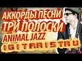 Разбор и аккорды песни "Три полоски" - Animal Jazz 