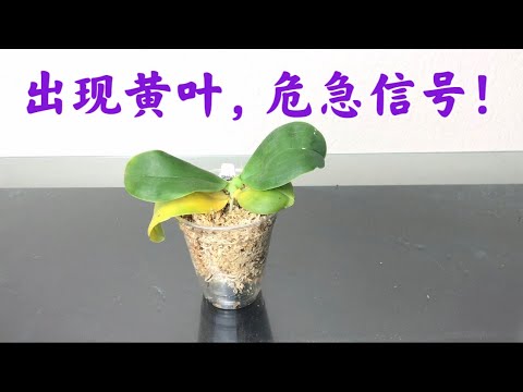 , title : '01/11/2023 What to Do When Orchid Leaves Turning Yellow? 蝴蝶兰叶子黄了，赶快这样做'