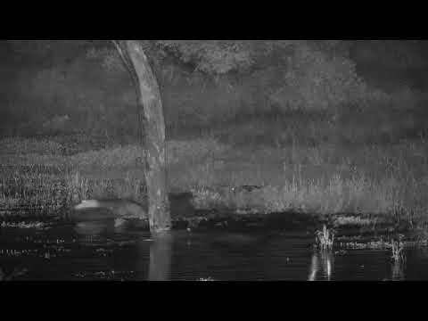 Djuma: Hippo calf playing in shallow end of dam - 02:14 - 01/31/21