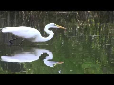 Egret Strike in Slow Motion