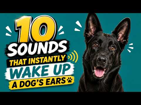 10 Sounds That Make Dogs Perk Up Their Ears 🐶👂 | Test Your Dog!