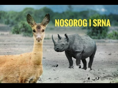 Nosorog i Srna