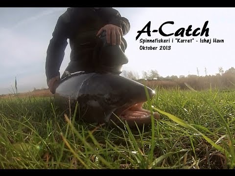 A-Catch & Alex i Ishøj Havn – spin efter aborre og havørred (Oktober 2013)
