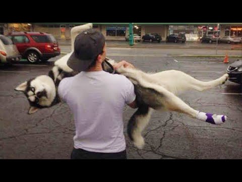 Les huskies sont nés surdramatiques et méritent un oscar des vidéos d'animaux les plus drôles 2025